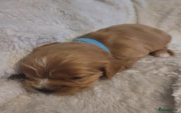 Cavalier King Charles Spaniel dogs for sale: Cavalier king charles pups - Image 10