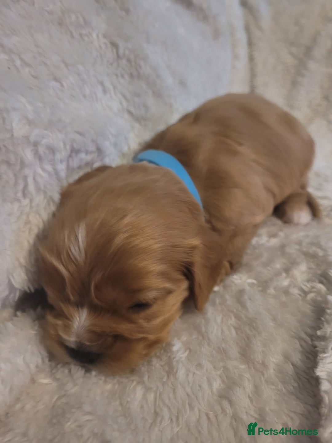 Cavalier King Charles Spaniel dogs for sale: Cavalier king charles pups - Image 10