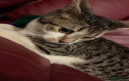 American Shorthair cats for sale: 8 months old kitten for sale - Image 2