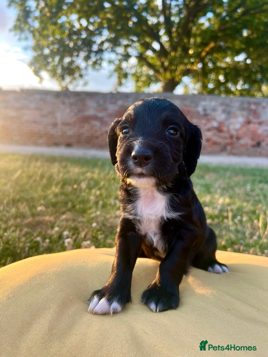 Cocker Spaniel dogs for sale: Cocker Spaniel male left KC Registered Docked  - Image 11