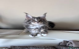 Maine Coon cats for sale: TICA Registered Maine Coon Kittens Blue/Silver - Image 1