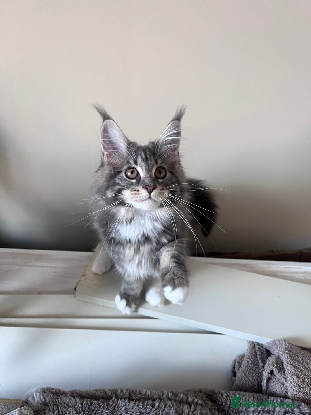 Maine Coon cats for sale: TICA Registered Maine Coon Kittens Blue/Silver - Image 1