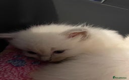 Ragdoll cats for sale: Beautiful GCCF Reg Pure Bred Ragdoll kittens - Image 1