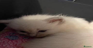 Ragdoll cats - Advert 2