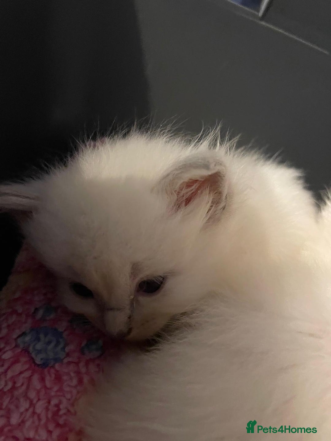Ragdoll cats for sale: Beautiful GCCF Reg Pure Bred Ragdoll kittens - Image 1