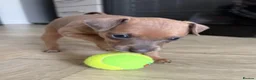Italian Greyhound dogs for sale: Italian greyhound puppies  - Advert 1