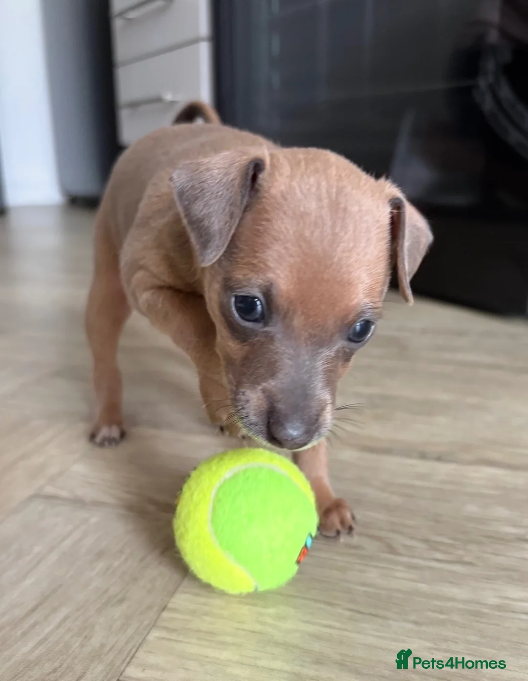 Italian Greyhound dogs for sale: Italian greyhound puppies  - Advert 1