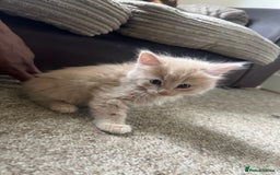 Mixed Breed cats for sale: Beautiful male kitten for new home - Image 3