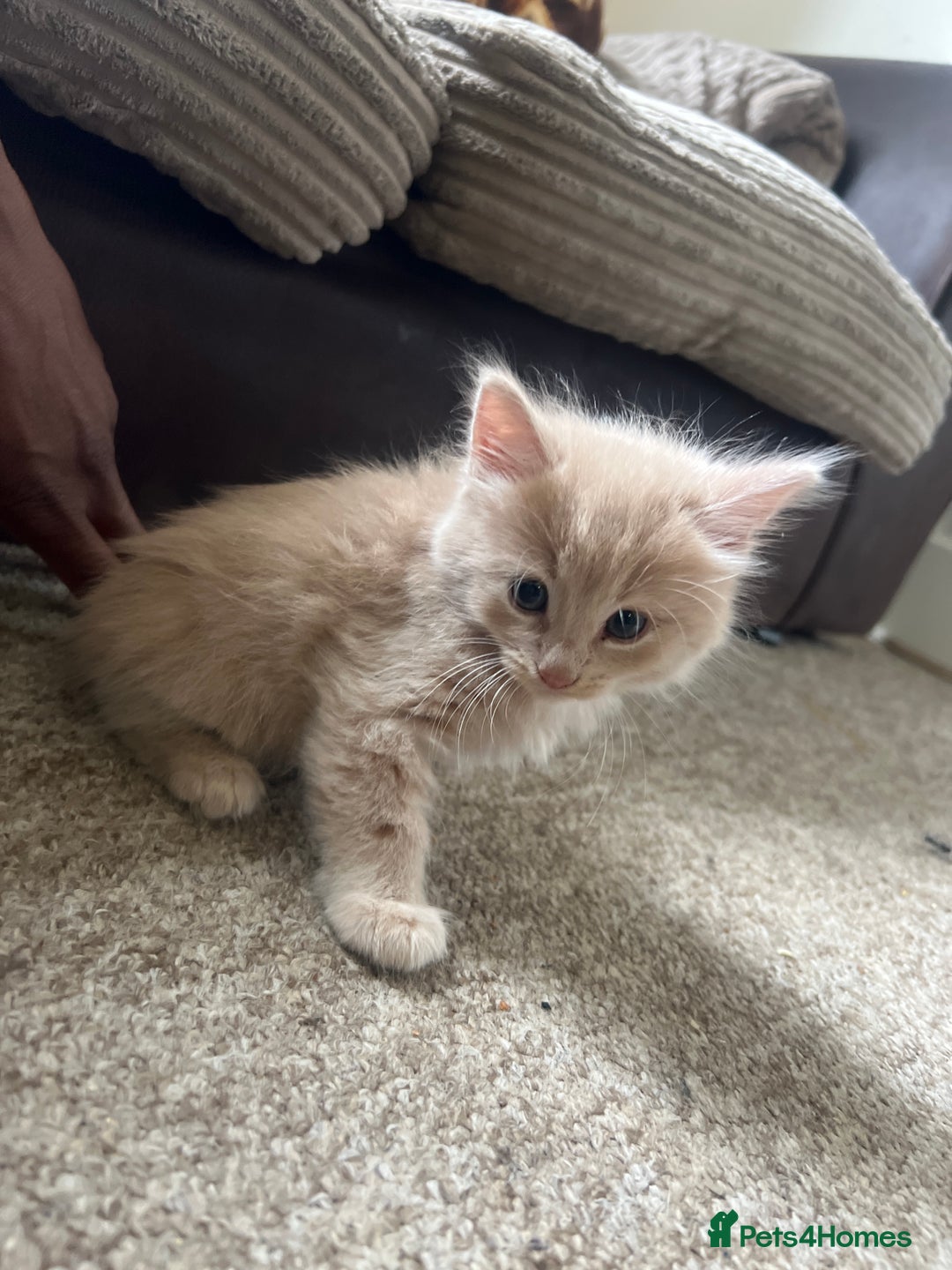 Mixed Breed cats for sale: Beautiful male kitten for new home - Image 3
