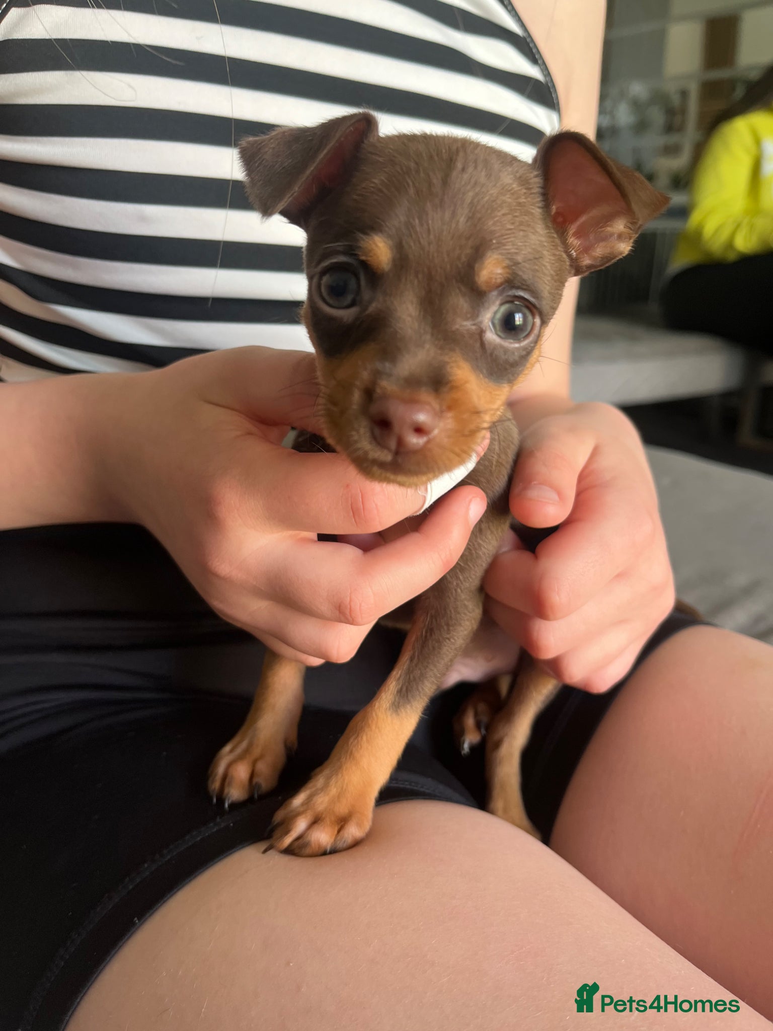 Miniature Pinscher dogs Beautiful 5generation pedigree min pin pupp - Advert 1