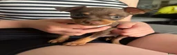 Miniature Pinscher dogs for sale: Beautiful 5generation pedigree min pin pupp - Advert 7