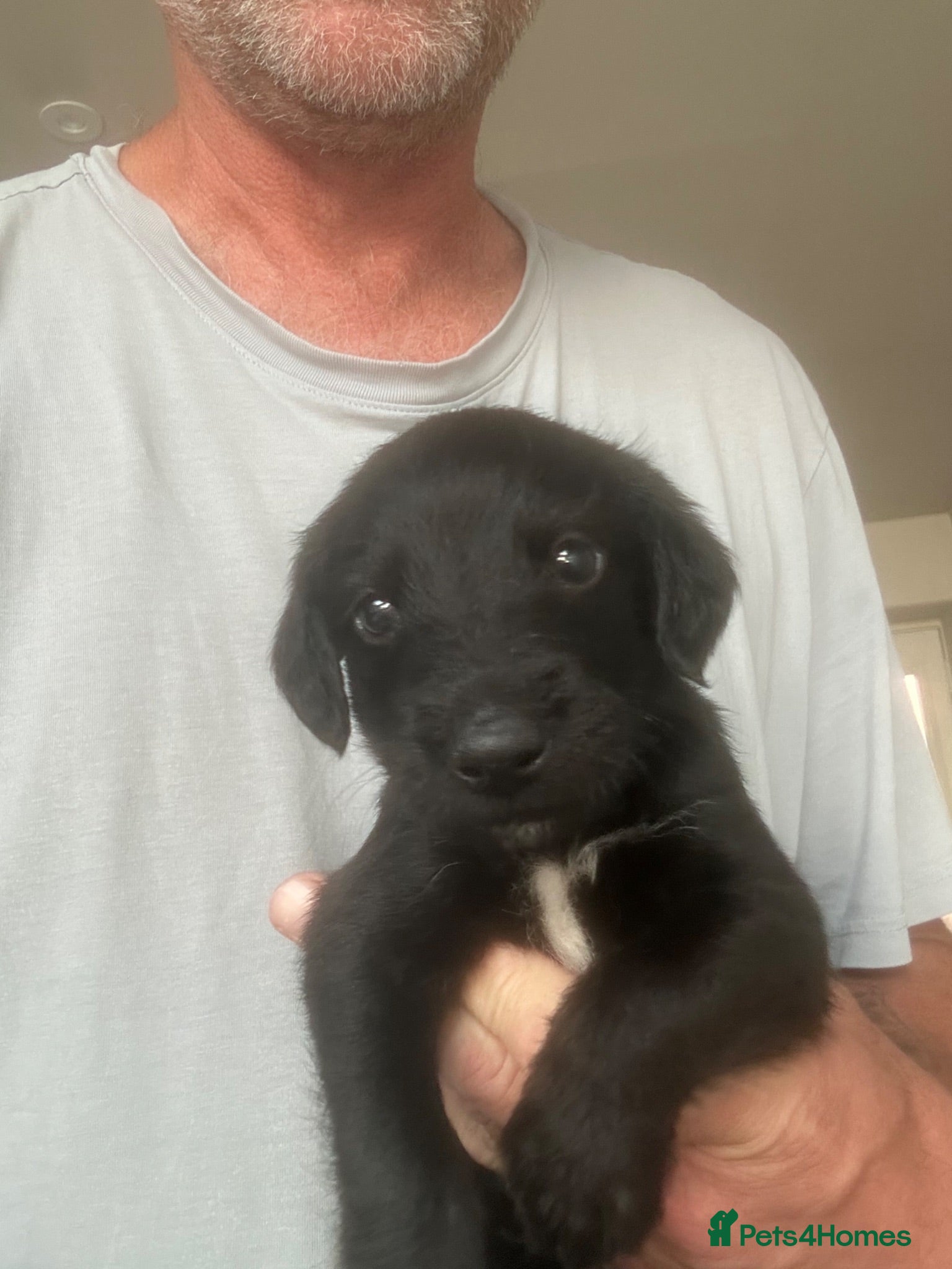 Mixed Breed dogs Whippet cross Bedlington Terrier  - Advert 21