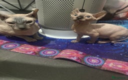 Sphynx cats for sale: Canadian Sphinx - Image 2