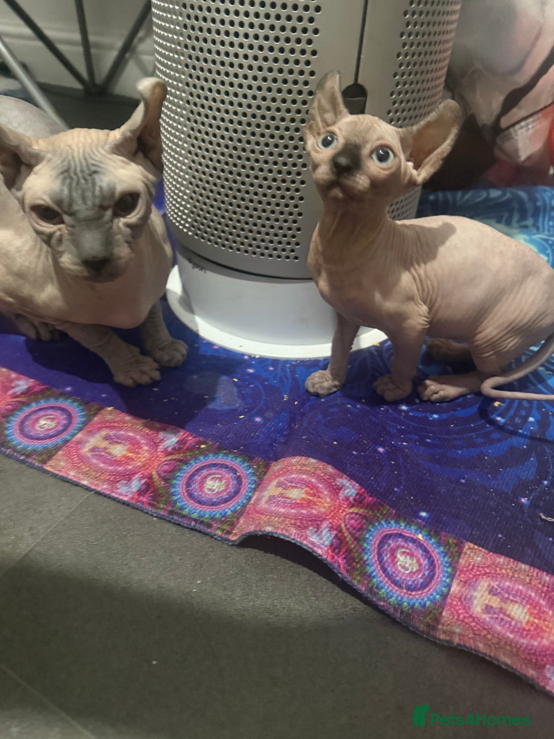 Sphynx cats for sale: Canadian Sphinx - Image 2