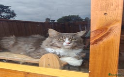 Maine Coon cats for sale: Handsome Blue Tabby with White Boy🐾 - Image 5