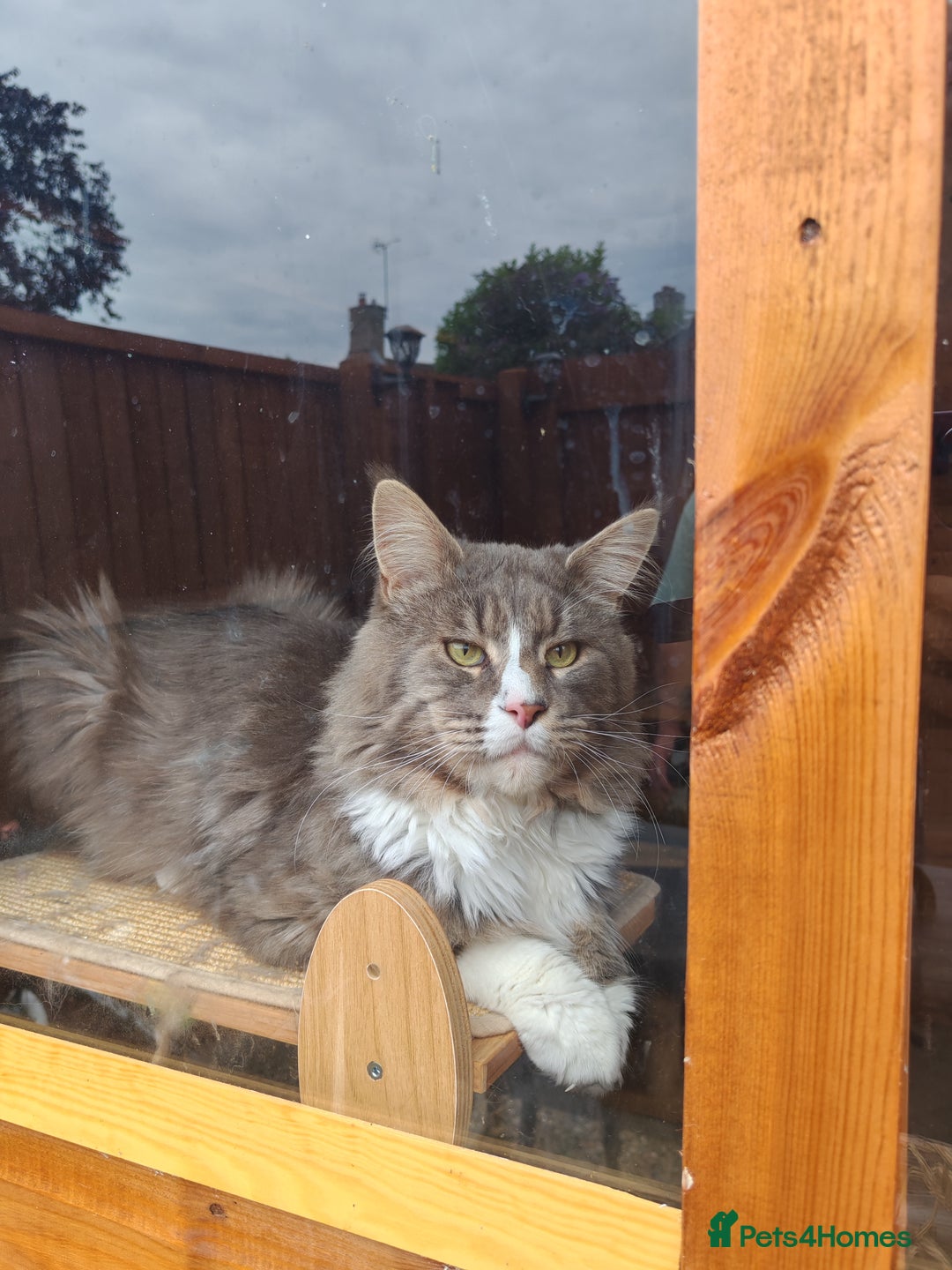 Maine Coon cats for sale: Handsome Blue Tabby with White Boy🐾 - Image 5