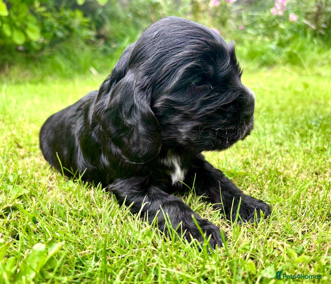 Cocker Spaniel dogs for sale: Gorgeous show type cocker spaniels - Image 2