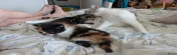 Mixed Breed cats for sale: Bengal x kittens  - Advert 3