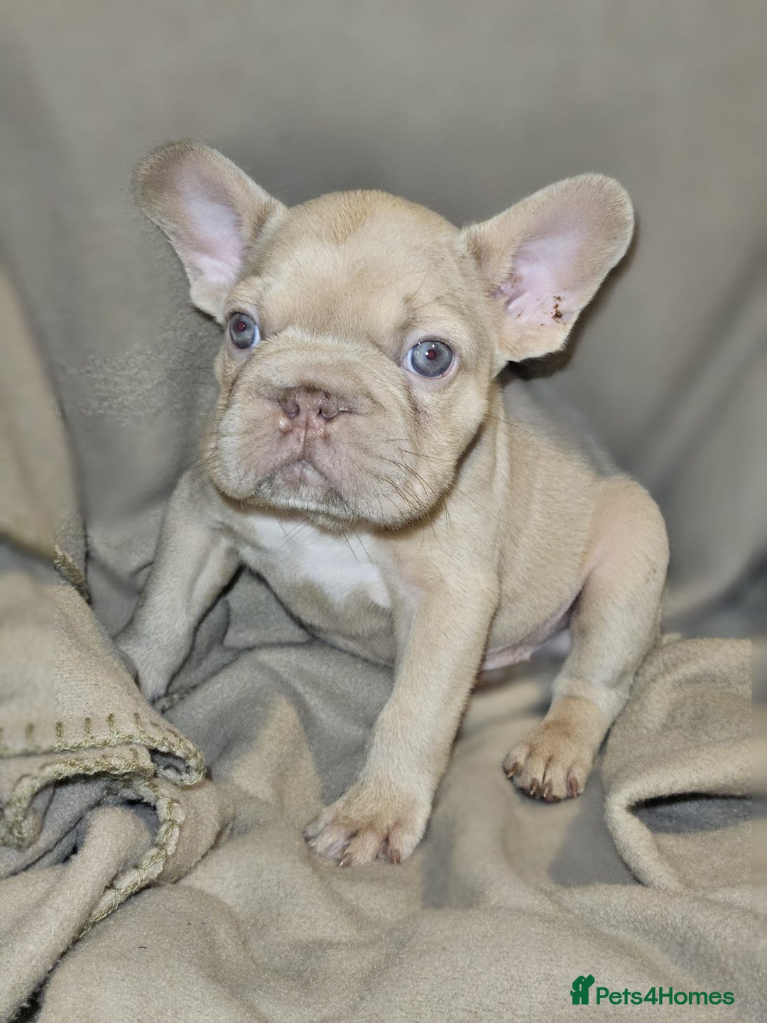 French Bulldog dogs for sale: KC French bulldogs READY FOR THEIR FOREVER HOME 💙 - Advert 24