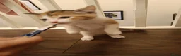 Mixed Breed cats for sale: 2 female kittens for sale - Advert 2