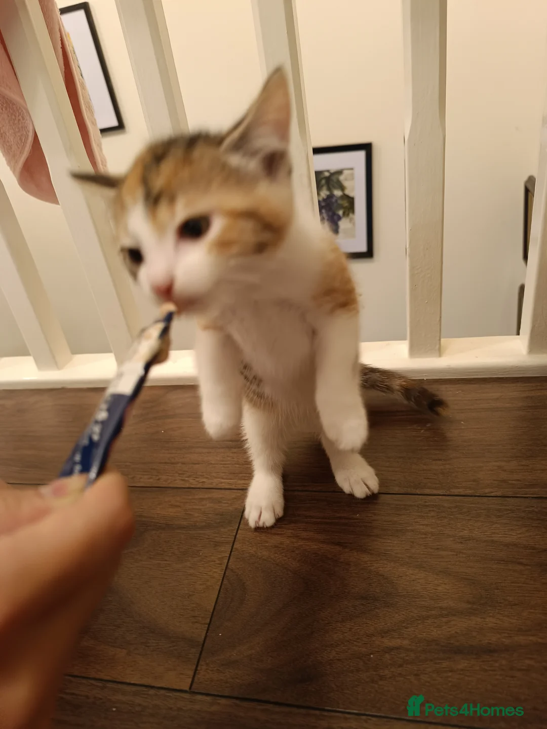 Mixed Breed cats for sale: 2 female kittens for sale - Advert 2