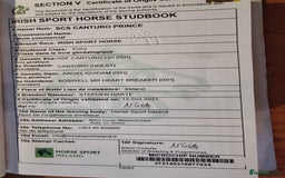 British Warmblood horses for sale: Prince - Great hunting potential / all rounder  - Image 5