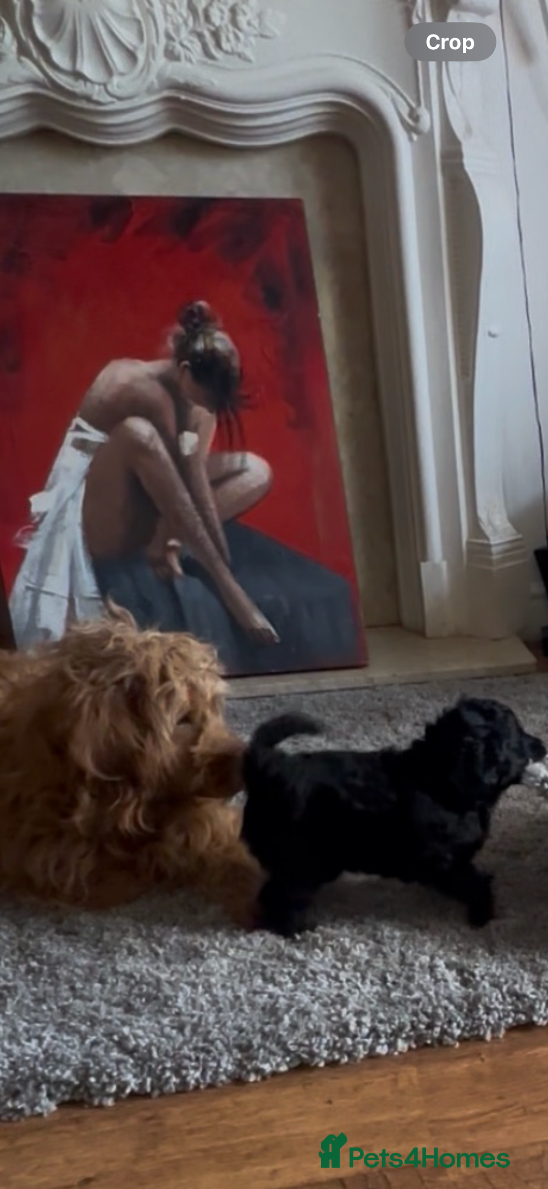 Labradoodle dogs for sale: Stunning small labradoodle  - Advert 2