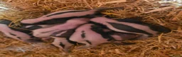 Ferret rodents for sale: Baby SKUNKS for sale - girls and boys available - Advert 2