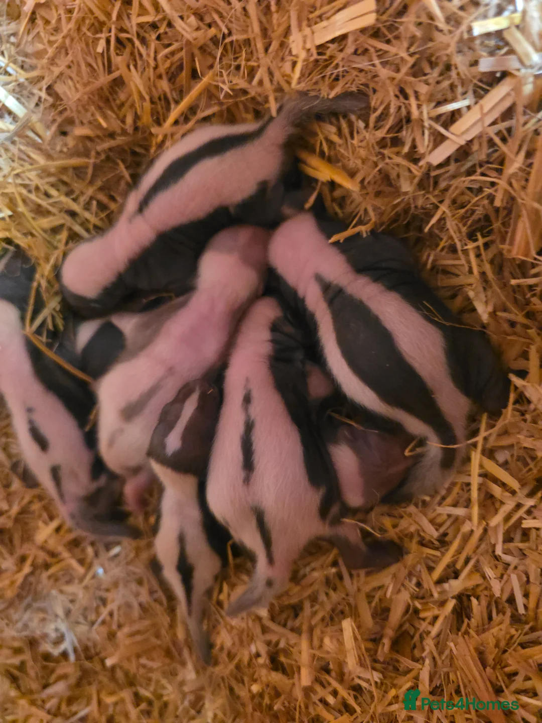 Ferret rodents for sale: Baby SKUNKS for sale - girls and boys available - Advert 2