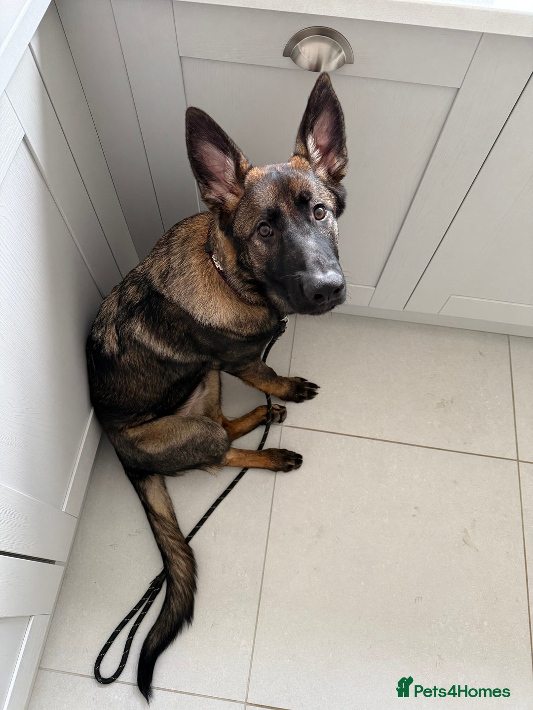 German Shepherd dogs for sale: Stunning Working line German Shepherd - Advert 4