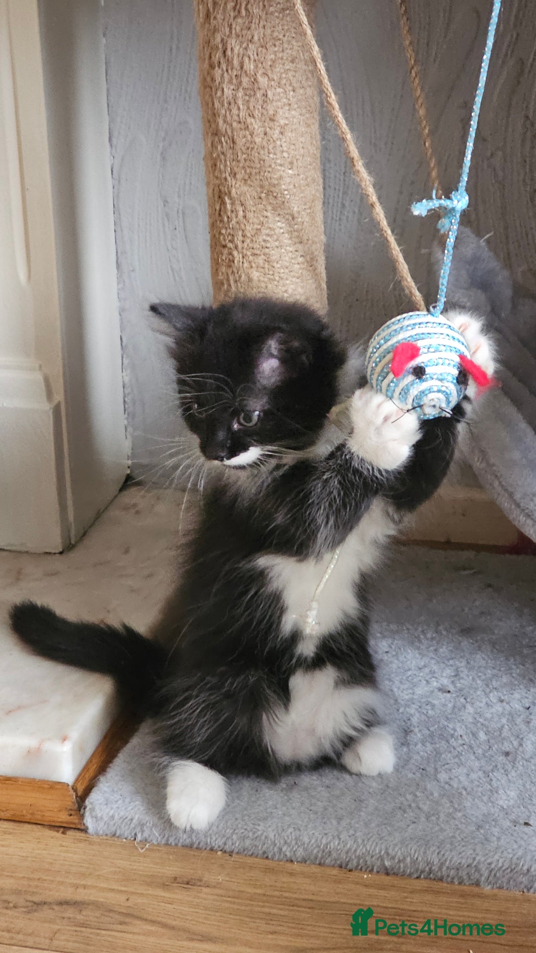 Mixed Breed cats for sale: 4 adorable kittens — 2 boys girls and 2 girls. - Image 24