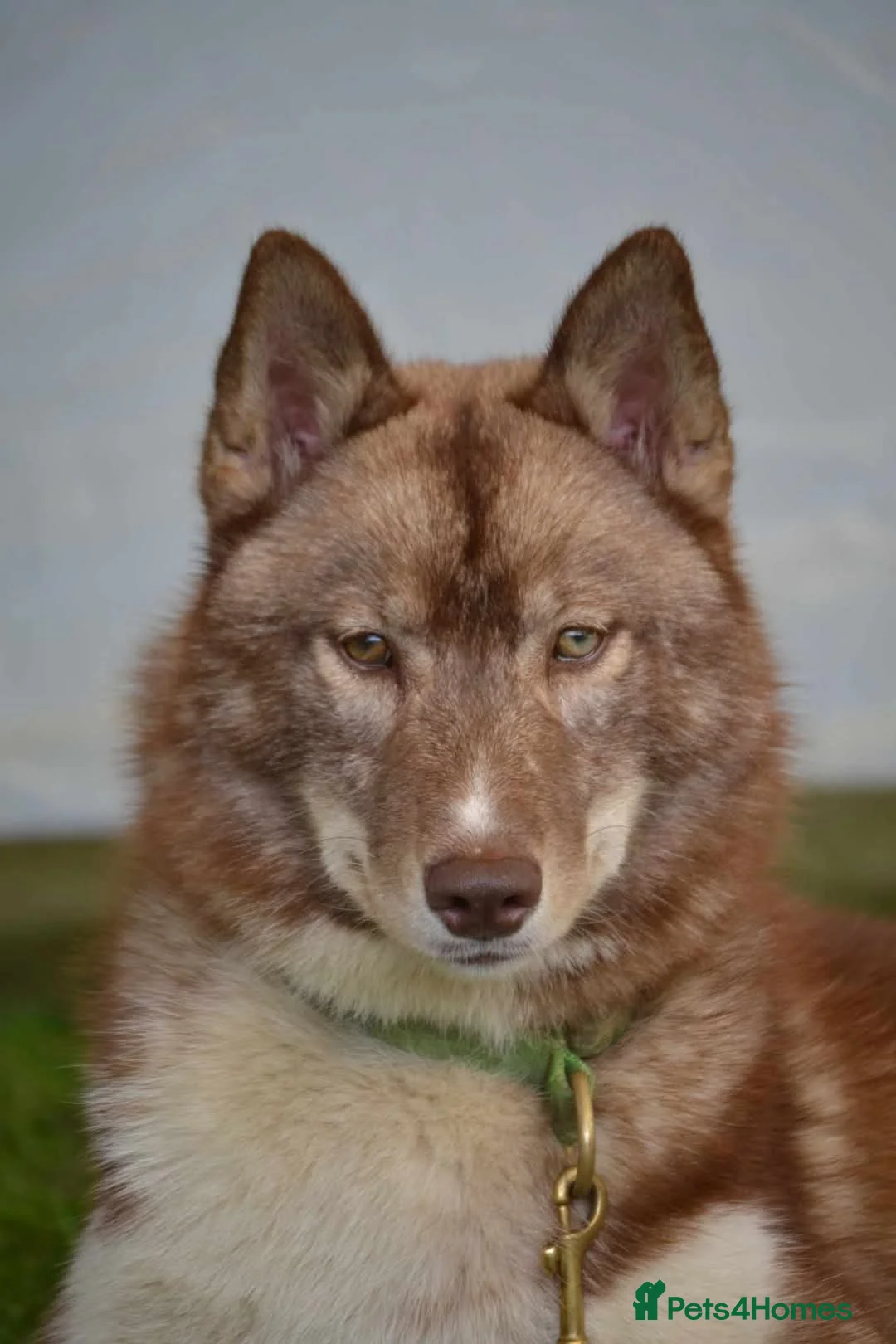 Siberian Husky dogs for sale: 2 KC Reg Siberian Huskys £600 each - Advert 3