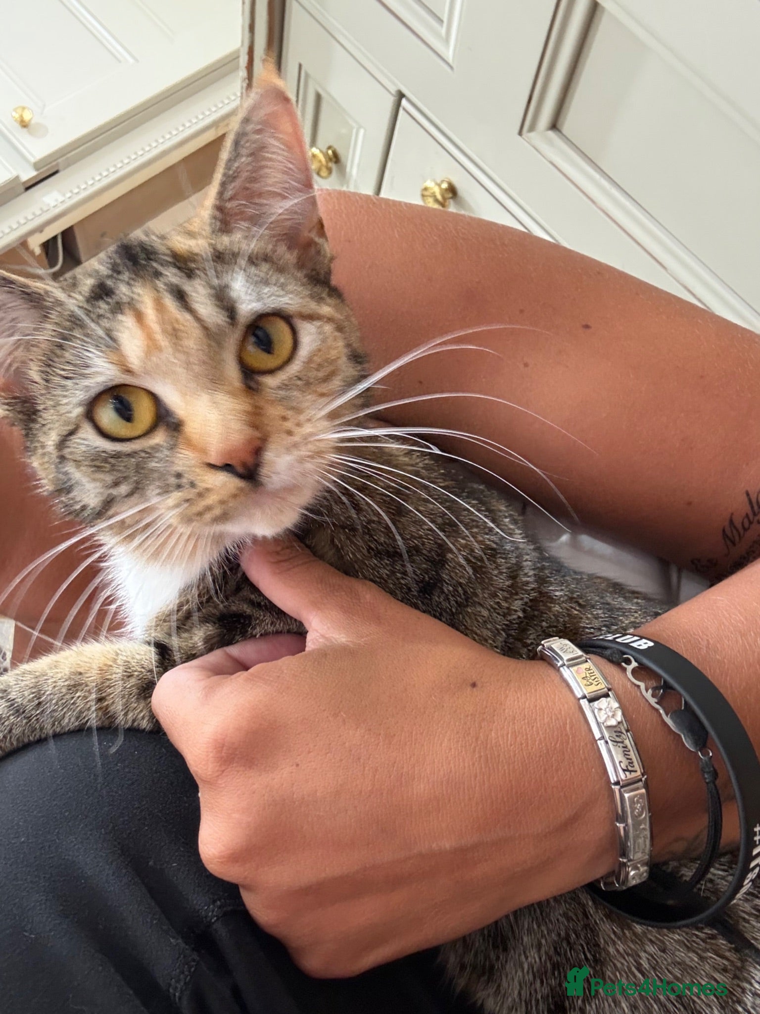 Mixed Breed cats Beautiful 1 year old kitten for sale - Advert 4