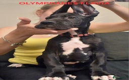 Great Dane dogs for sale: Great danes puppies KC ready!!! in Bathgate - Image 28