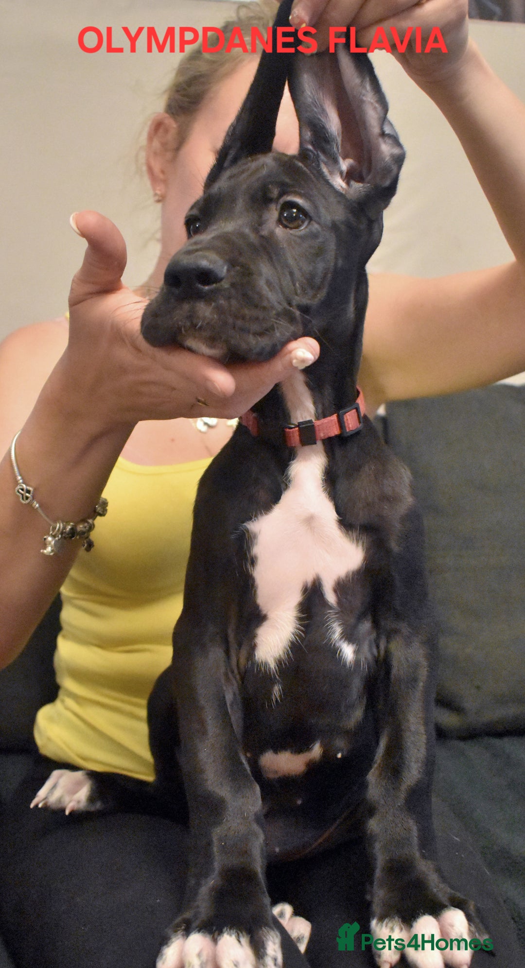 Great Dane dogs for sale: Great danes puppies KC ready!!! in Bathgate - Image 28