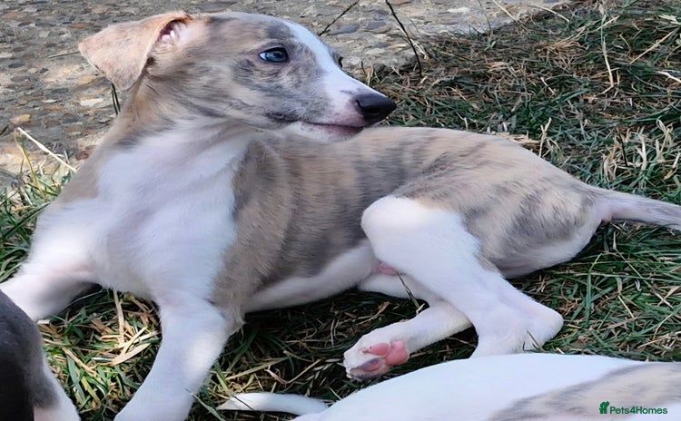 Whippet dogs - Advert 7