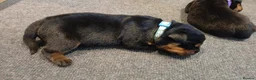 Rottweiler dogs for sale: Rottweiler puppy's  - Advert 5