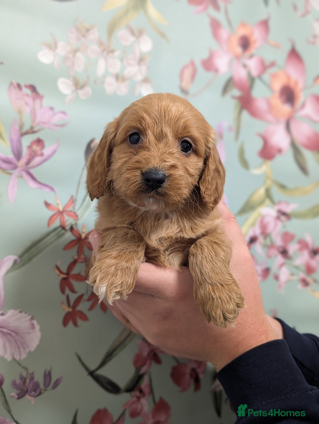 Cockapoo dogs for sale: Show type Cockapoos DNA CLEAR  - Image 13