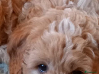 Cockapoo dogs Cockapoo babies - Advert 7