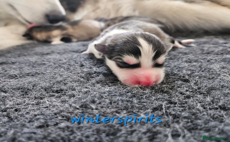 Alaskan Malamute dogs - Advert 1