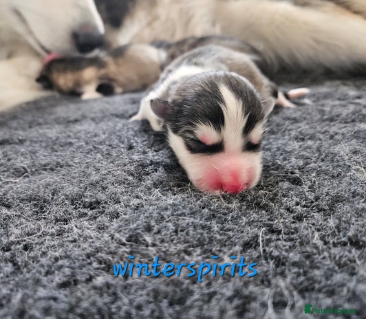 Alaskan Malamute dogs - Advert 2