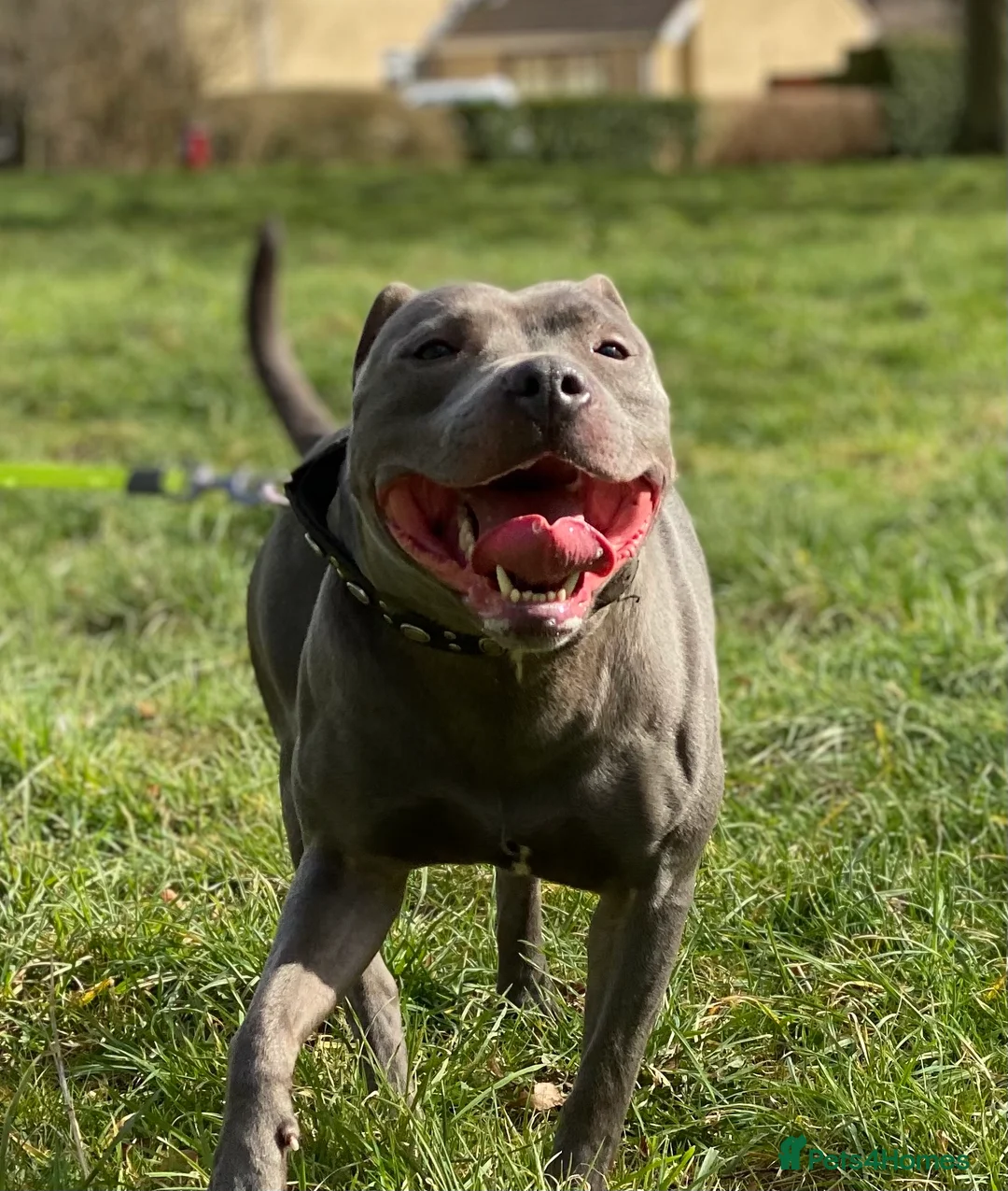 Staffordshire Bull Terrier dogs for stud: Blue Siras Blue Staffordshire bull terrier stud  in Stroud - Advert 12