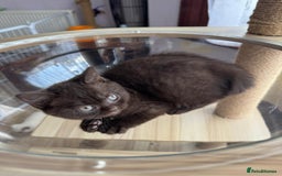 British Shorthair cats for sale: 💙 2 handsome  GCCF British Sorthair 💙 - Image 11