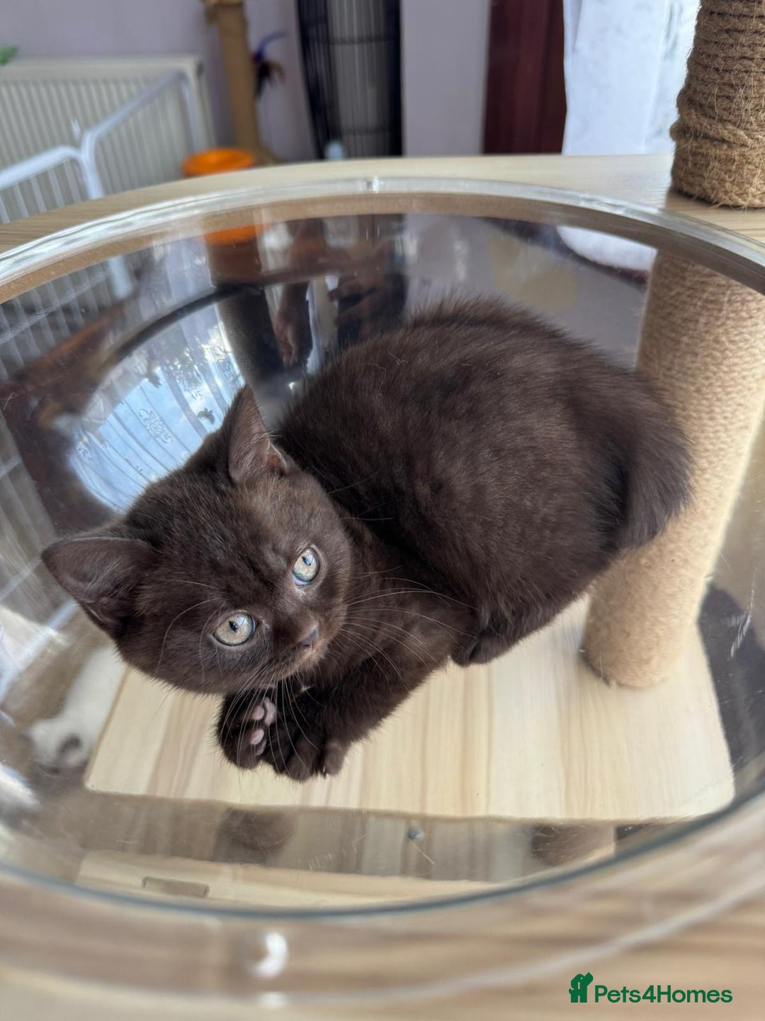 British Shorthair cats for sale: 💙 2 handsome  GCCF British Sorthair 💙 - Image 11