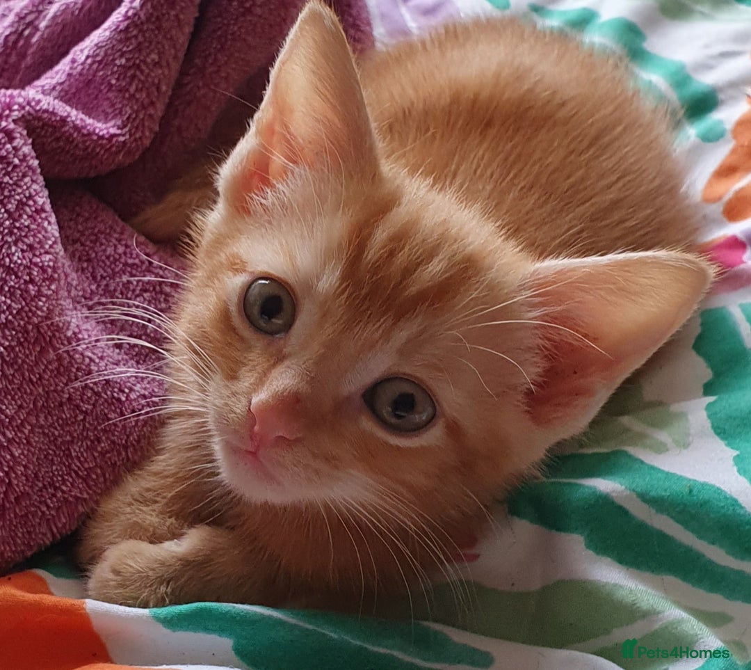 Mixed Breed cats for sale: Gorgeous friendly kittens - Image 1