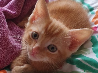 Mixed Breed cats - Advert 2