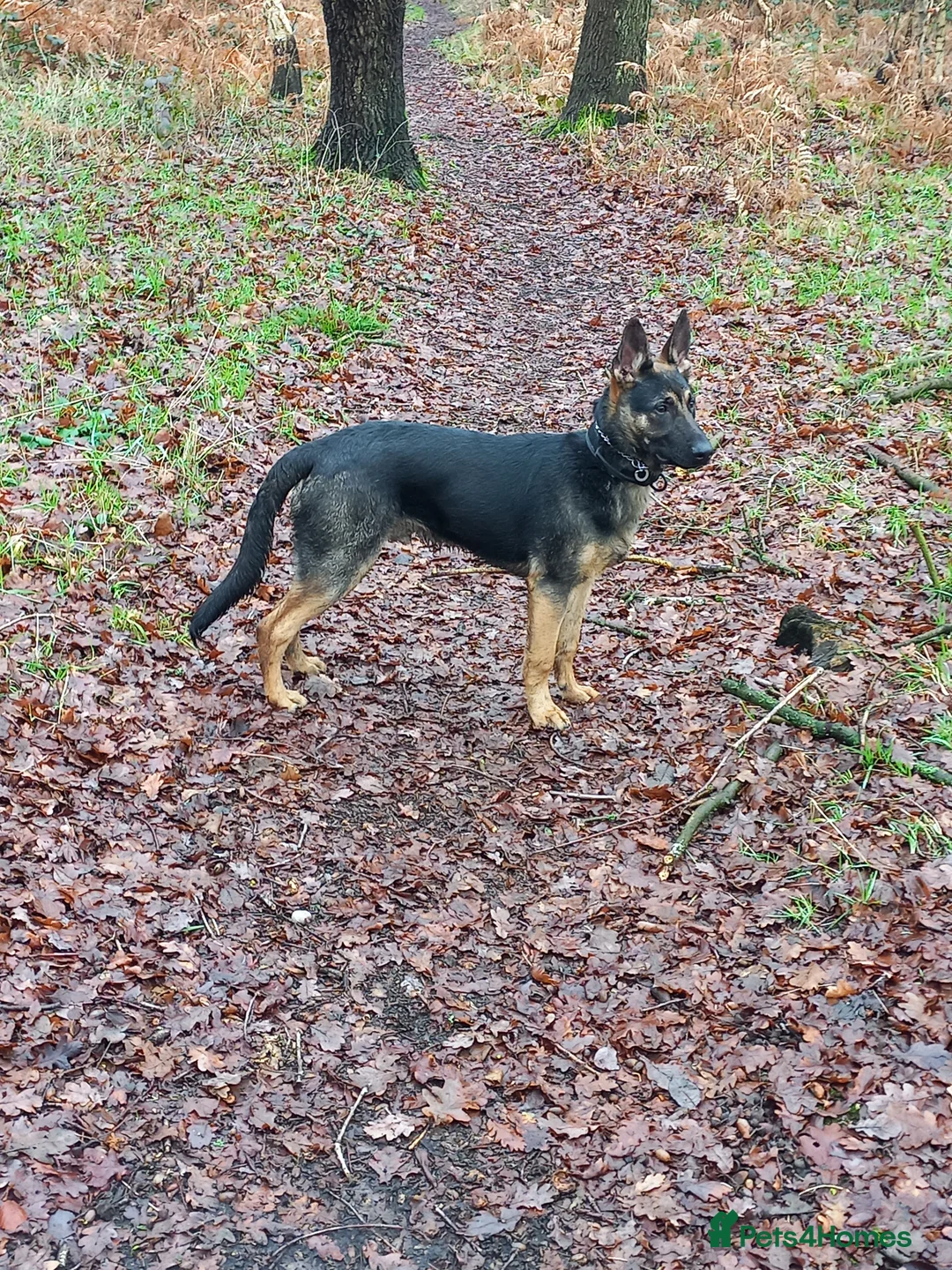 German Shepherd dogs for sale: Male german shepherd  - Advert 8