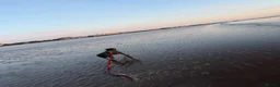 Staffordshire Bull Terrier dogs for sale: 10 month old blue Staffy - Advert 10