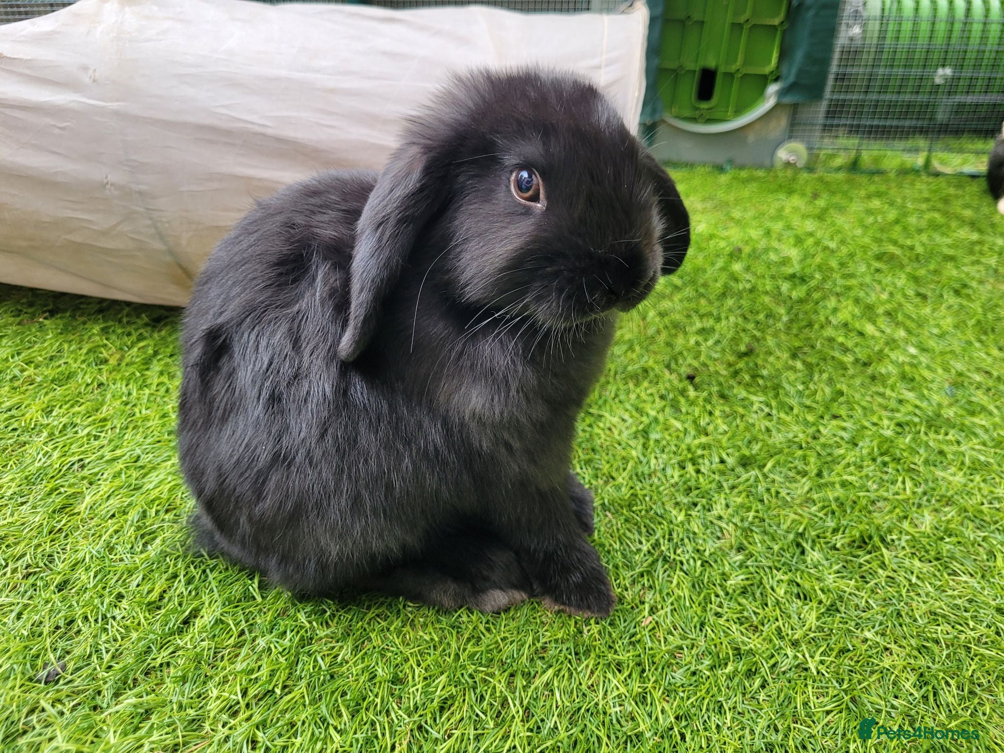 Mini Lop rabbits Beautiful Mini Lop Mix Rabbits - READY TO LEAVE  - Advert 2