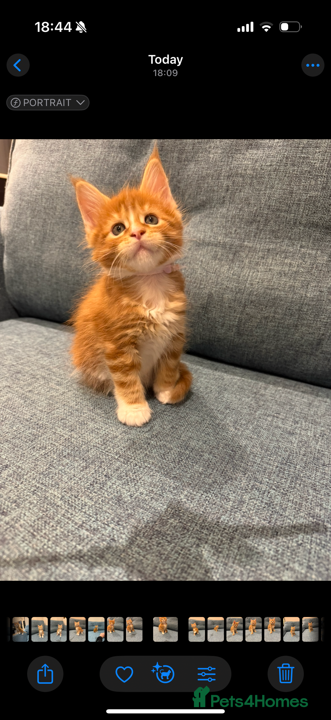 Maine Coon cats for sale: Maine Coon Kittens - Image 8